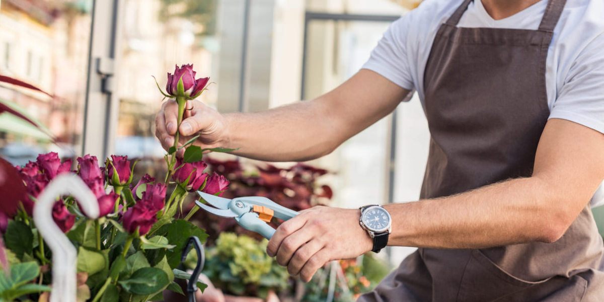 a man wearing a brown apron and watch clips roses off a bush with shears