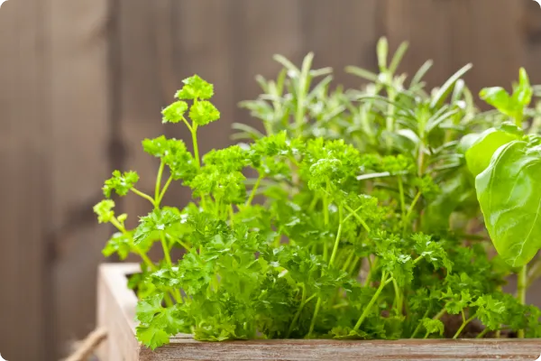 feature living herb centerpieces at your event